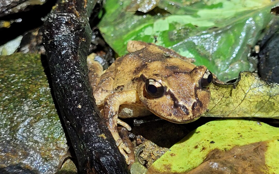 Takapourewa Frogs Survey…